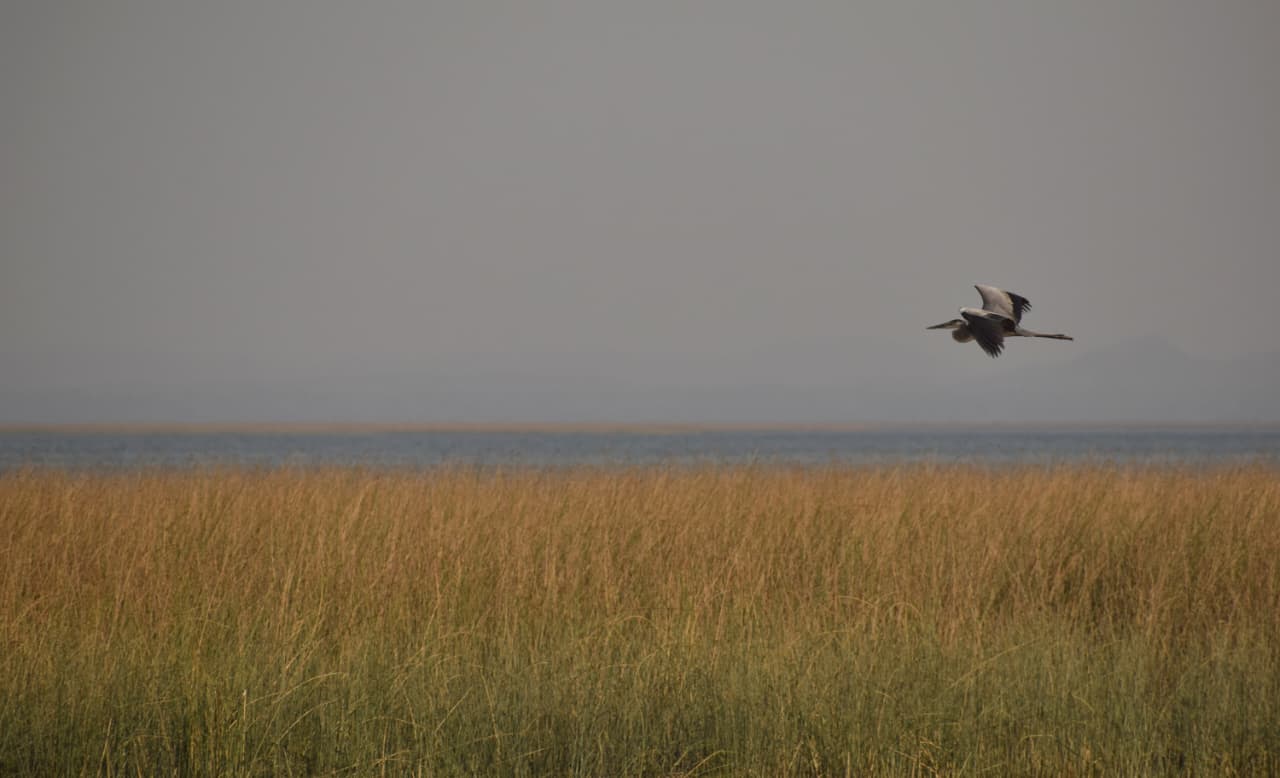 Across the grassland