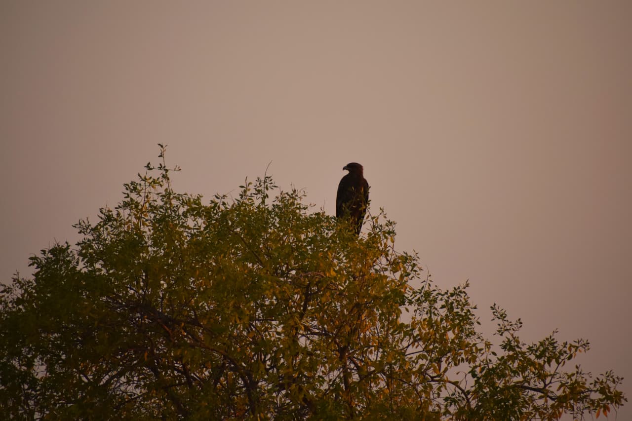 Predator