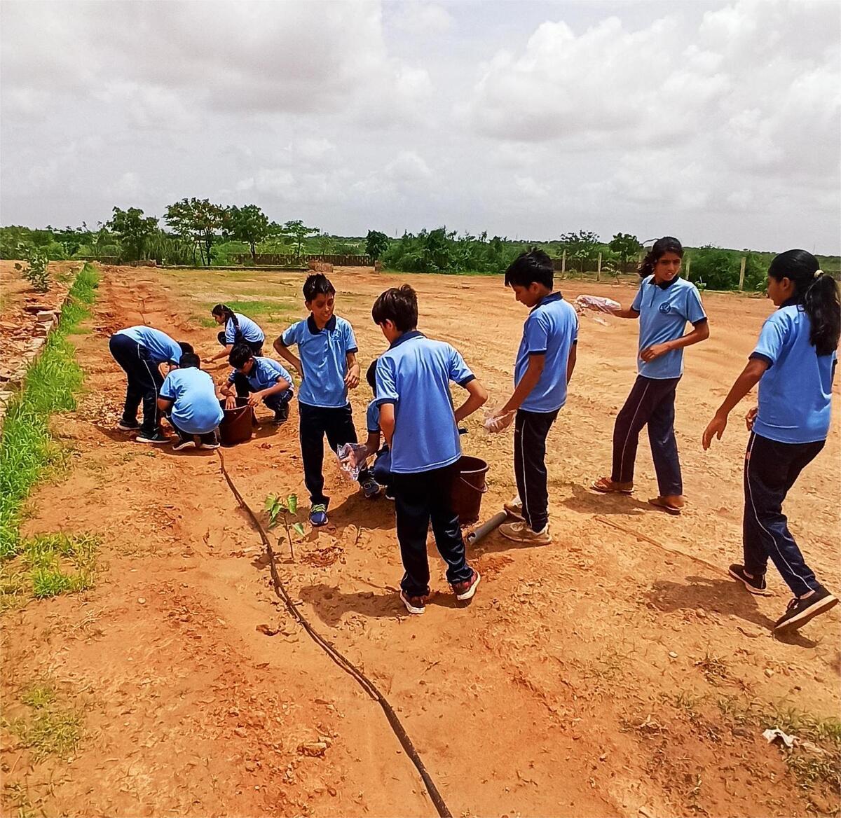 Tree planting and drip 