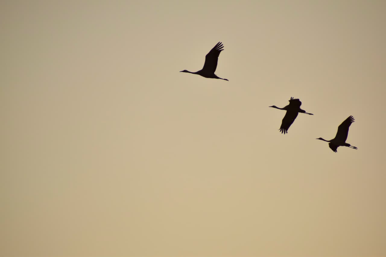flight