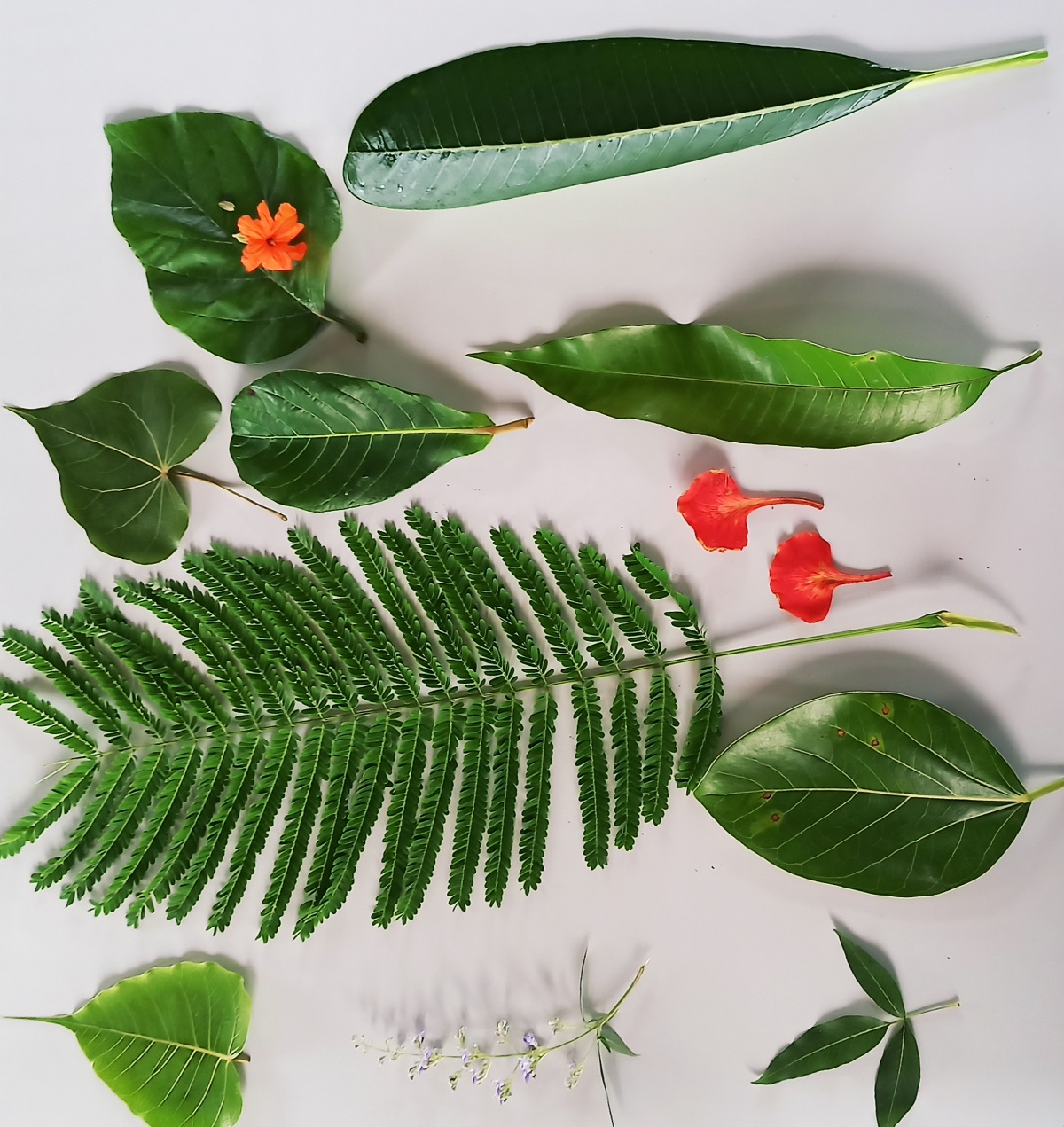 Leaves